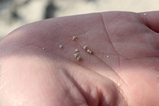 竹富島で見つけたカイジ浜の「星の砂浜」