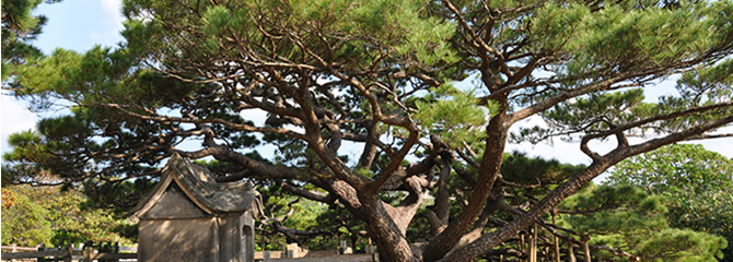 琉球松の大木