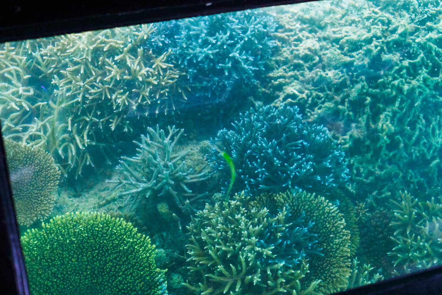 サンゴに囲まれた南の島で心洗われる充実の旅｜沖縄離島専門の観光情報サイト【沖縄しまさんぽ】