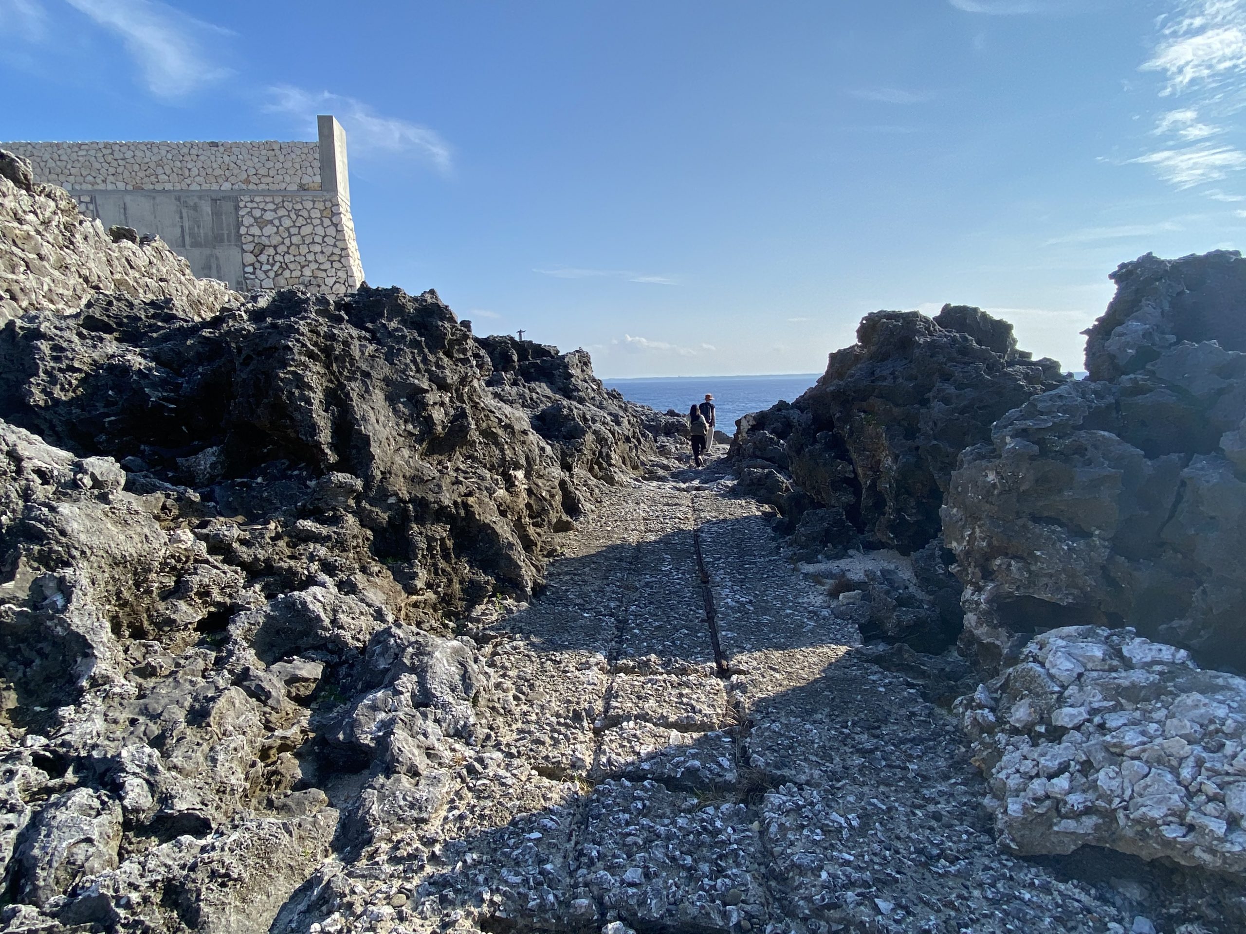 大物 ソテツ 極太の3本立ち 13号鉢前後 北海道、離島、沖縄不可。